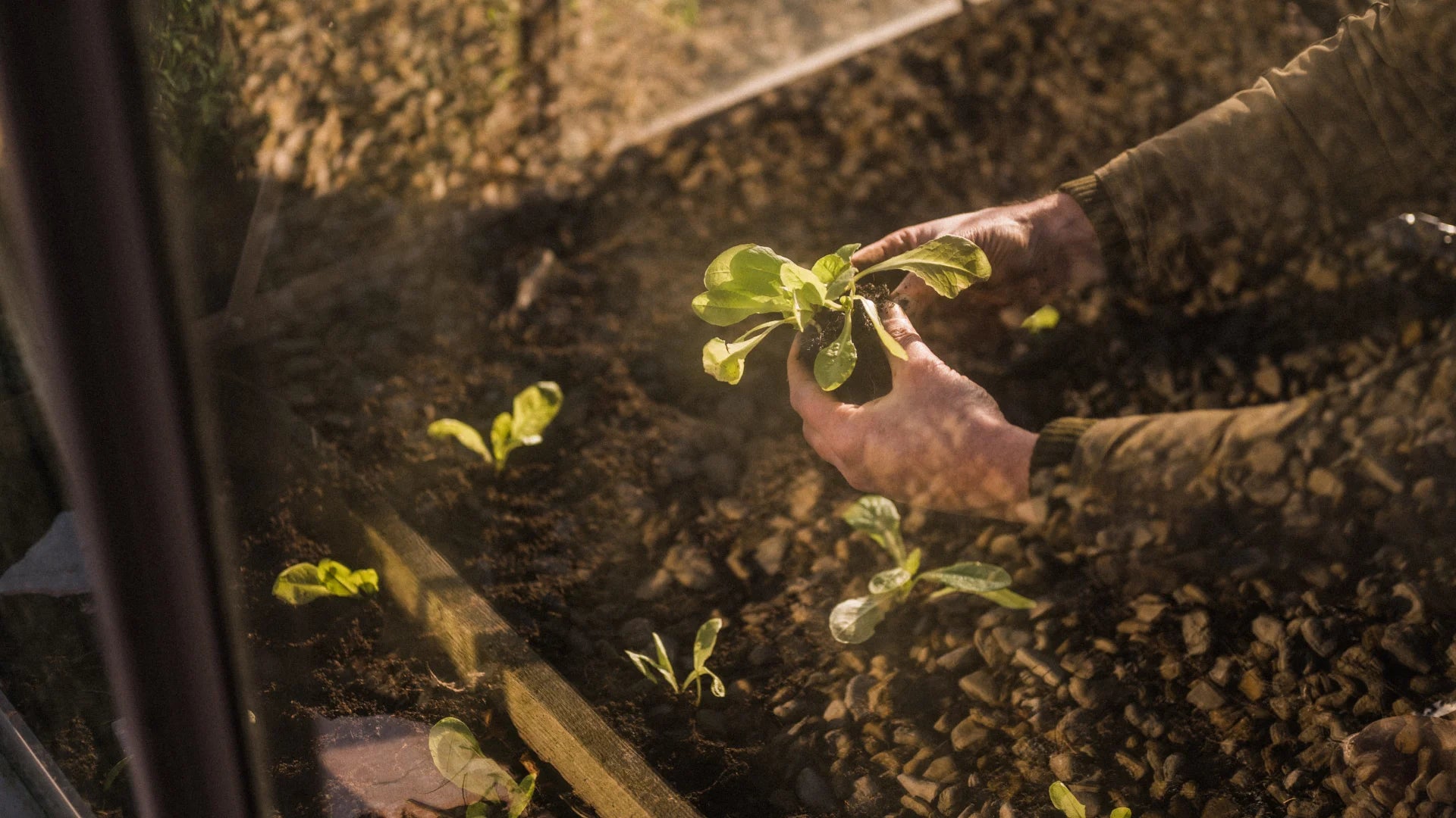 What to grow in your greenhouse in January