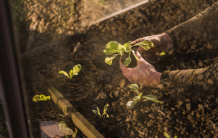 What to grow in your greenhouse in January