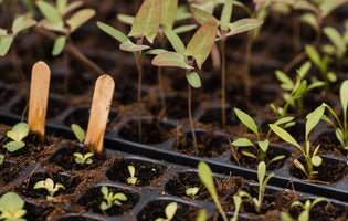 Ellen's May Allotment Blog